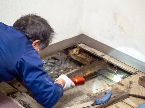 Best Mold Remediation  in Lakeview, CA