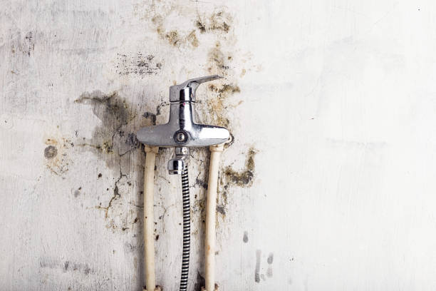 Best Certified Mold Removal  in Lakeview, CA