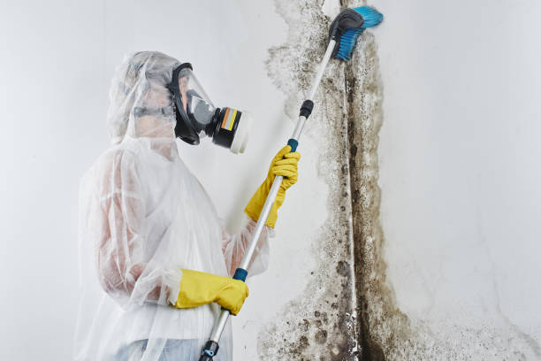 Best Emergency Mold Removal  in Lakeview, CA