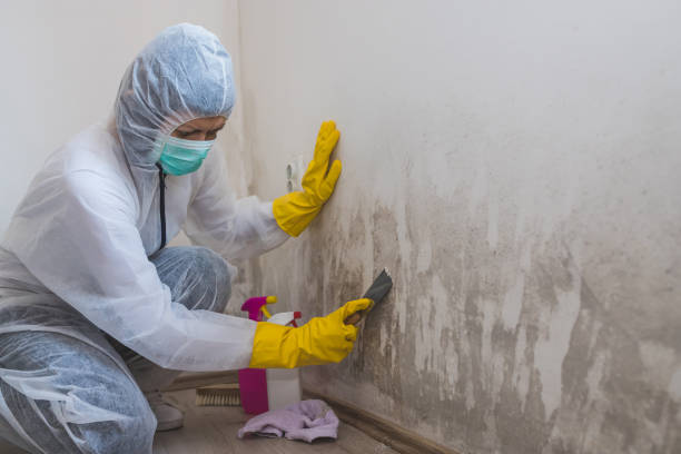 Best Mold Damage Repair  in Lakeview, CA