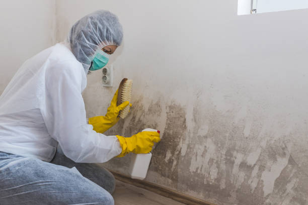 Professional Mold Removal in Lakeview, CA