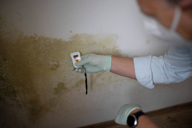 Best Black Mold Removal  in Lakeview, CA