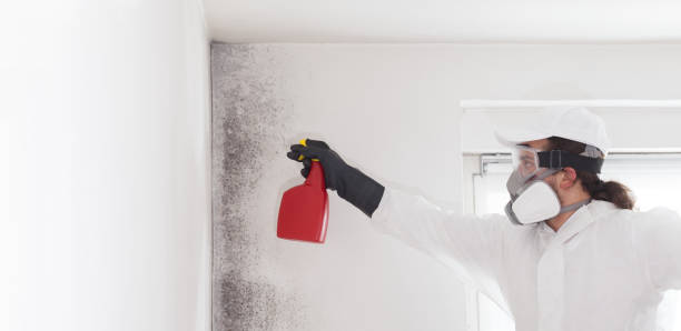 Best Commercial Mold Removal  in Lakeview, CA