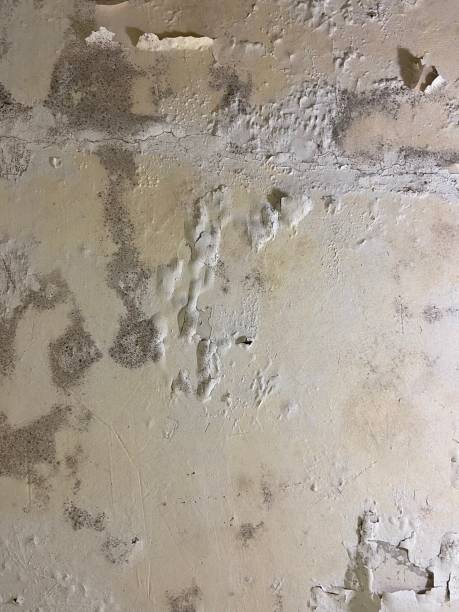 Best Fast Mold Removal  in Lakeview, CA