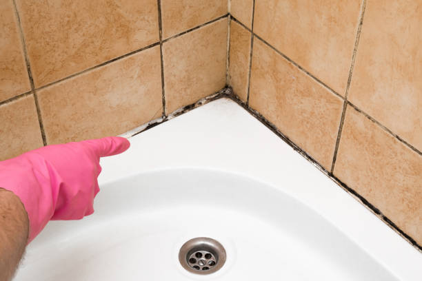 Best Toxic Mold Removal  in Lakeview, CA