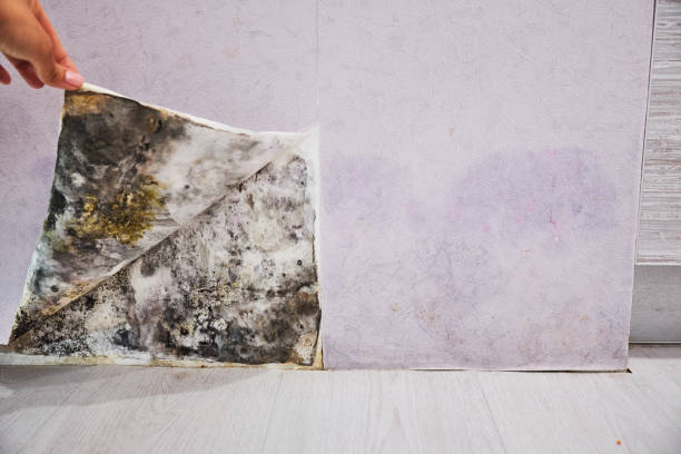 Best Local Mold Removal Service  in Lakeview, CA